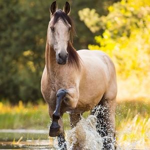 Meet your Posher, Bailey